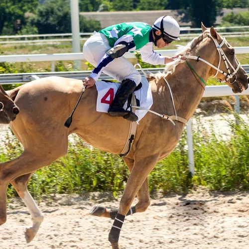 Fusta Para Látigo De Caballo, Fusta De Caballo De Equitación, Látigo De  Caballo, Equipo De Equitación