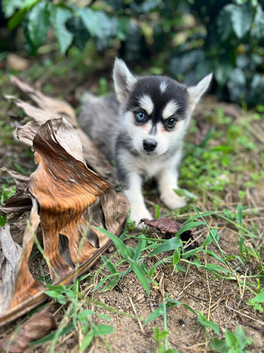 Cachorro Pomsky Con Hecteroctomia Med-bog Animal Pets 