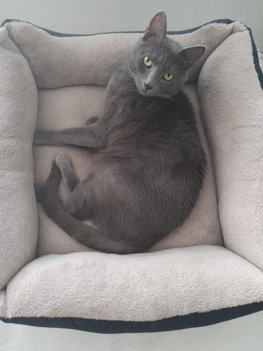 Imagen 3 de 6 de Cama Moises Para Gato Lola Pets Alaska Mediano