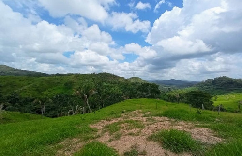 Imagen 3 de 30 de Vendo Finca En Tocuyito Vía Cachinche ( Dt )