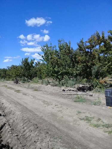 Imagen 7 de 13 de Propietario Venda Casa Y Finca De 17ha En San Rafael Mendoza
