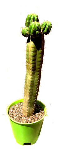 Maceta Cactus Echinopsis Peruvianus