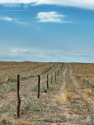 Campo En Venta De 28.000 Has En Gral Alvear, Mendoza. Armado De Cría/recría