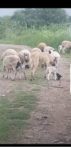 Cachorros Pastor Anatolia 