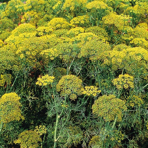Imagem 6 de 7 de 80 Sementes De Endro Eneldo Aneto Graveolens Erva