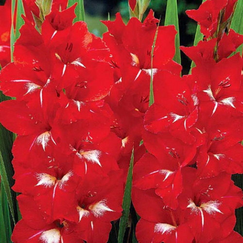 Bulbos De Gladiolos Tam 14-16 Precio X 10 Bulbos 7 Colores