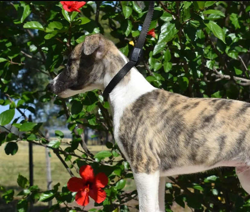 Hermosos Cachorros Whippet