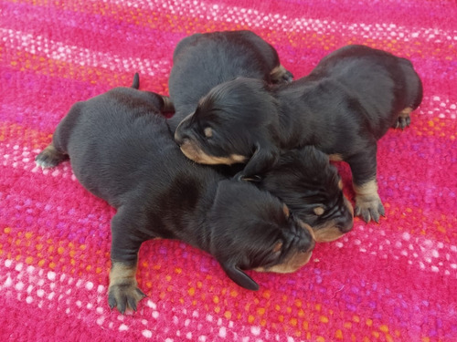 Imagen 7 de 10 de Perros Salchichas Cachorros Mini