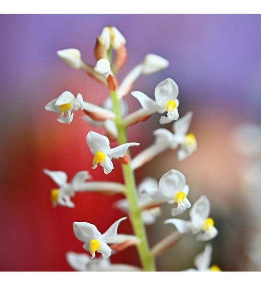 Orquidea Pipoca | MercadoLivre 📦