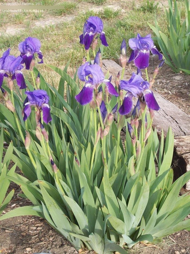 Iris Morado ( Planta ) Lirio Flores Por Pieza 30 Cm | Meses sin intereses