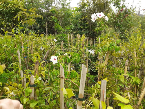 Imagen 5 de 5 de Dipladenia, Jazmín Chileno, Jazmín De Chile, Mandevilla 5lts