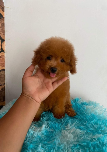 Poodle Toy Hembra Roja 