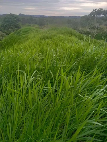 Venta Finca Ganadera, Excelente Ubicación