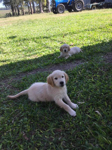 Perros Golden Retriever