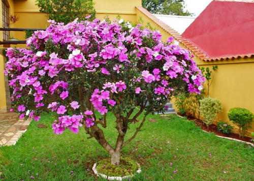 Imagem 2 de 10 de 20 Sementes De Manacá Da Serra Anão Tibouchina Mutabilis