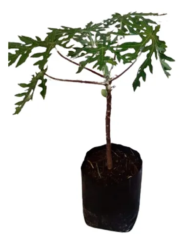 comprar Papaya Enano Organico Pd