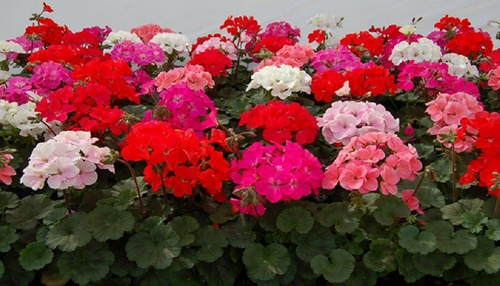 Semillas De Geranio Variado Hibrido F2 Malvon Flores Jardin