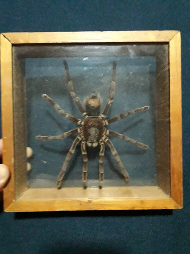 Tarantula Gigante Disecada Traido Del Amazonas Coleccion 