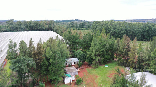 Se Vende, Chacra De Arándanos, En Producción 25 Ha En San José, Apóstoles - Misiones