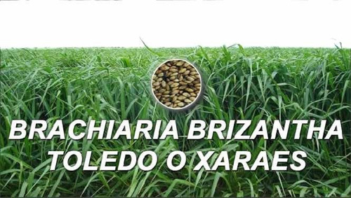 Brizantha Toledo Semillla 100% Brasilera Bolsa 1 Kilo