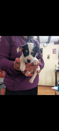 Cachorros Fox Terrier Chileno