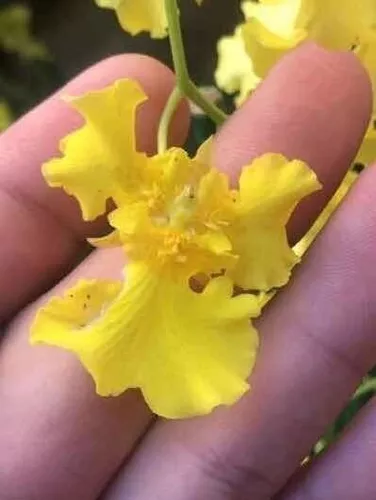 Orquidea Oncidium Aloha Trilabelo * Adulta *