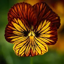 Comprar Yegaol 30 Semillas De Flor De Ojo De Tigre Semillas De Pensa
