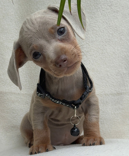 Cachorros Salchichas Exóticos 