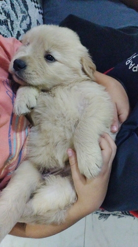 Imagem 4 de 5 de Filhotes De Golden Retiver
