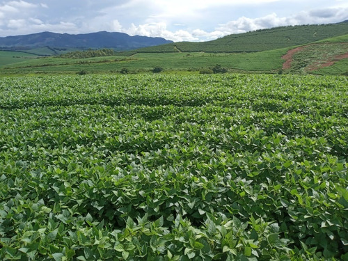 Fazenda A Venda No Sul De Minas Com 470 Ha - Bcp93