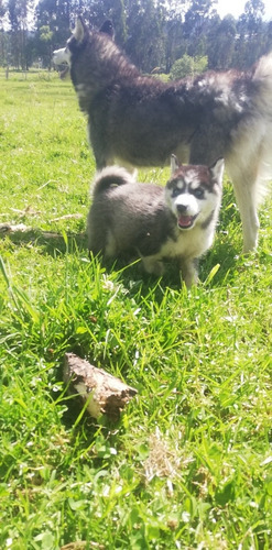 Imagen 4 de 6 de Husky Siberiano