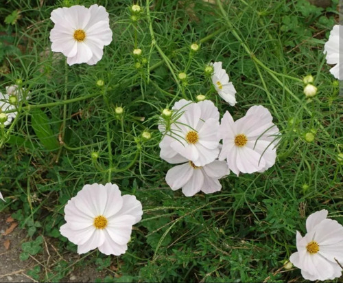 Cosmos Bipinnatus, Girasol Blanco, 10 Semillas, Mp