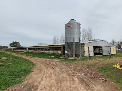 Granja Avícola En San Andrés De Giles (bs. As.)