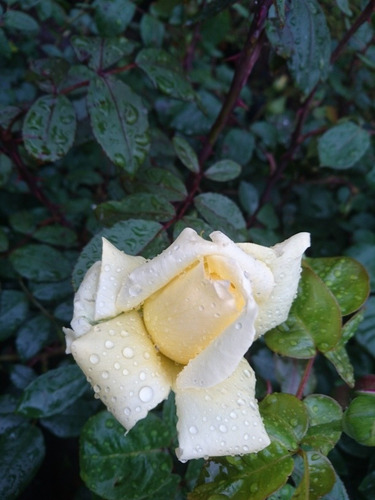 Rosa, Rosales, Regalo San Valentin, Dia De Los Enamorados