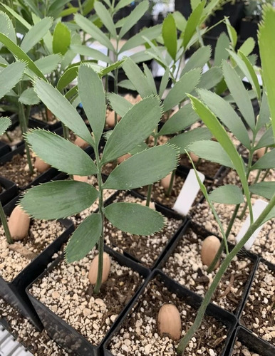 Encephalartos Kisambo ( Palmera De Colección)