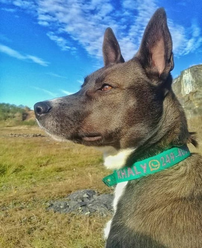 Imagen 3 de 9 de Collar Bordado Personalizado En 3 Cm De Ancho Pet Id