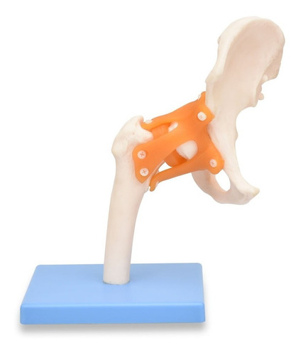 Zeigen Modelo De Articulación De Cadera Con Ligamentos