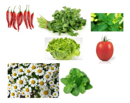 Semillas Para Huerta Verduras Varias Y A