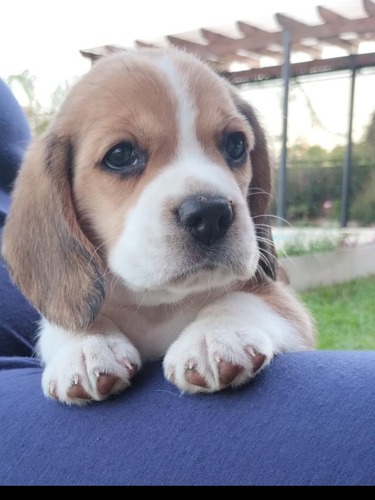 Imagen 1 de 5 de Cachorros Beagle