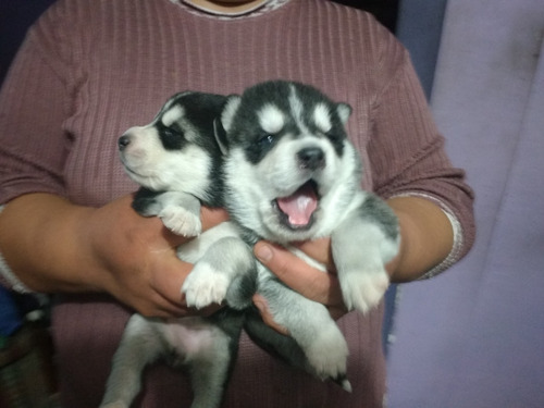 Cachorros Husky Siberiano