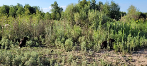Quinta De 7,6 Hectáreas Con Acceso Terrestre Y Fluvial, Con Cabaña Y Deck.