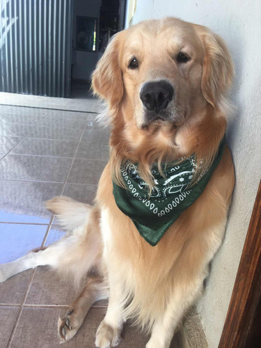 Golden Retriever Filhotes