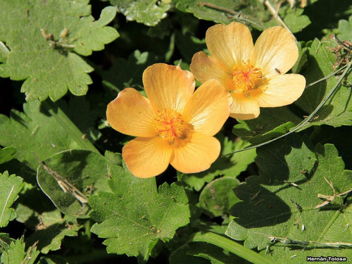 Malva Del Campo Modiolastrum Malvifolium Planta Nativa