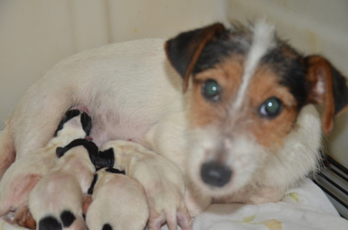 Imagen 2 de 10 de Jaks Russell Terriers Con Chip Y Pedigri De La Fca