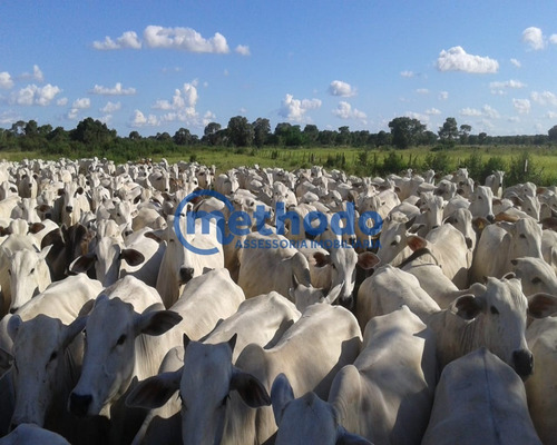 Fazenda - Fa00006 - 68495881