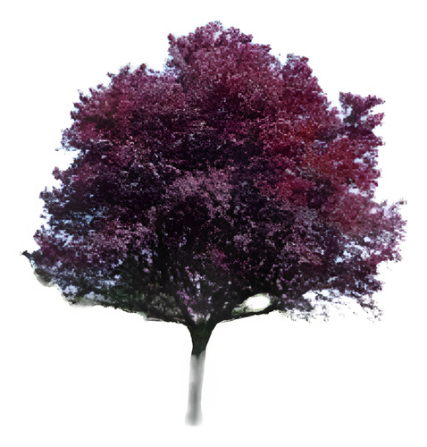 Ciruelo Prunus Pisardi - Hermoso Árbol - E.gratis Amba