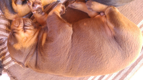 Doberman Europeu Filhotes (entrega Com 45 Dias)