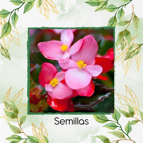 1.600 Semillas Flor Begonia + Obsequio Germinación | MercadoLibre