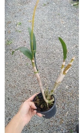 Orquídea Denphal Roxa Flor Grande Muda Adulta | Parcelamento sem juros