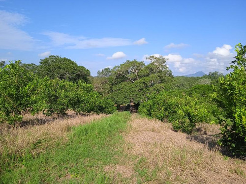 Venta Rancho 94 Hectareas El Otatal Alamo Temapache Veracruz